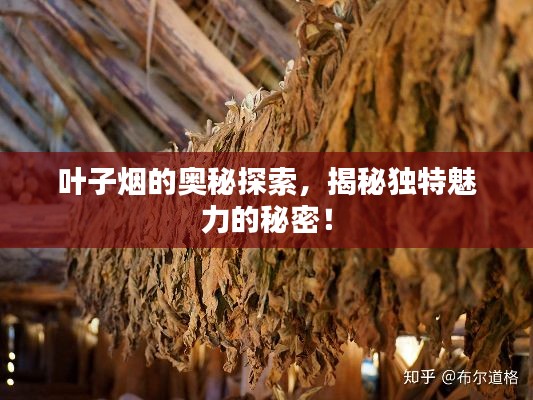 葉子煙的奧秘探索，揭秘獨(dú)特魅力的秘密！