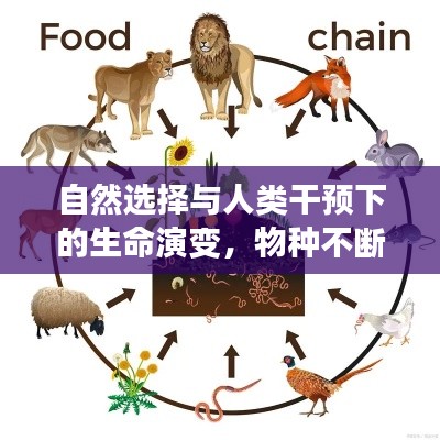 自然選擇與人類干預(yù)下的生命演變，物種不斷進(jìn)化的奧秘探索