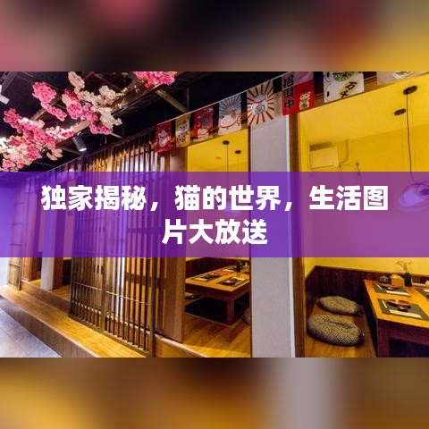 獨(dú)家揭秘，貓的世界，生活圖片大放送