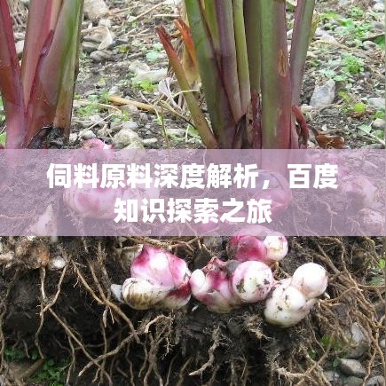 伺料原料深度解析，百度知識探索之旅